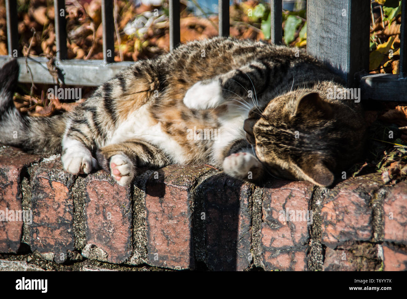 Il gatto domestico si crogiola Foto Stock