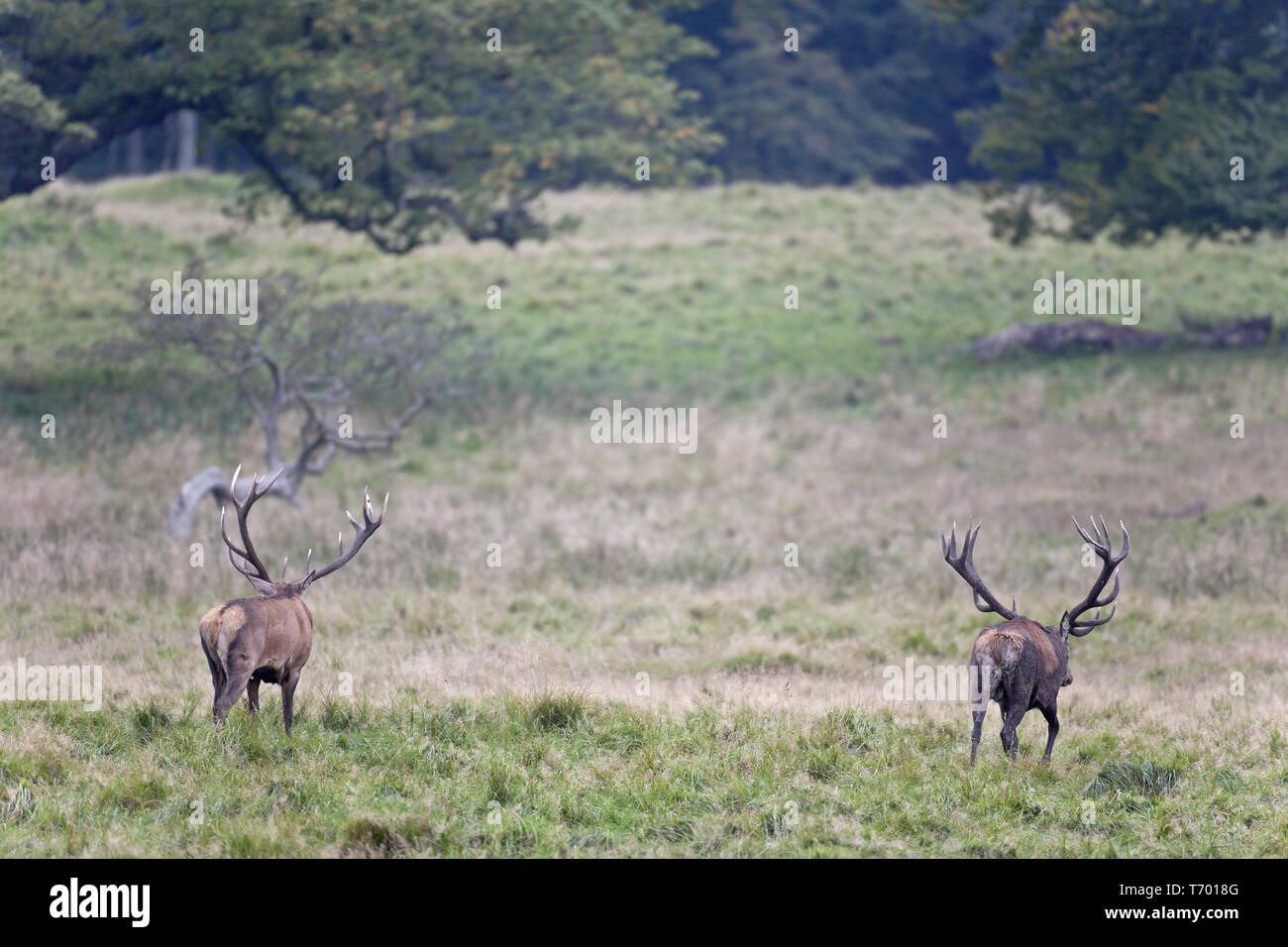 Red stags rituale prima della loro lotta Foto Stock