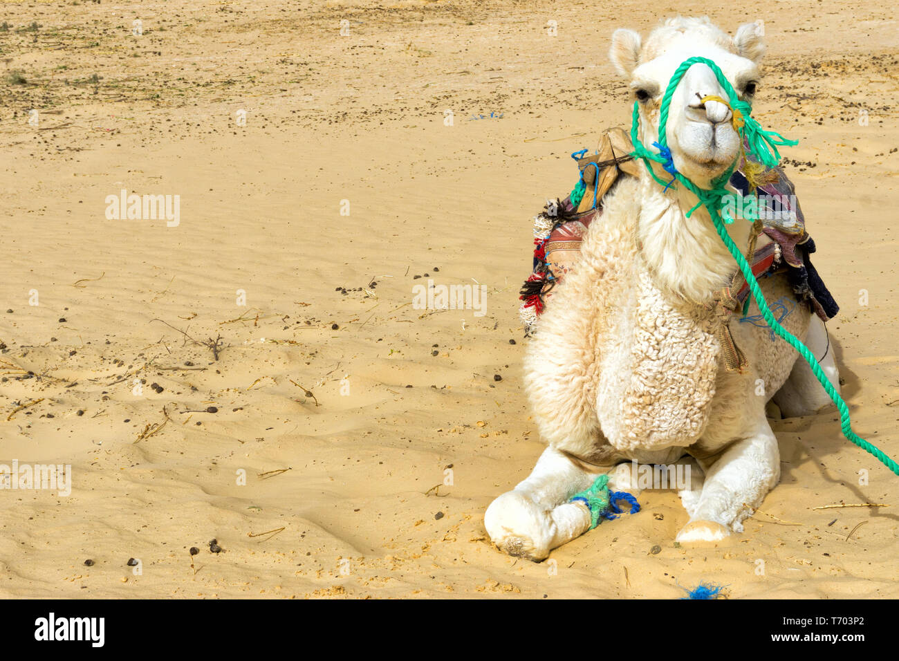 Bella bianca camel closeup nelle Ong Jemel deserto in Tunisia. Foto Stock