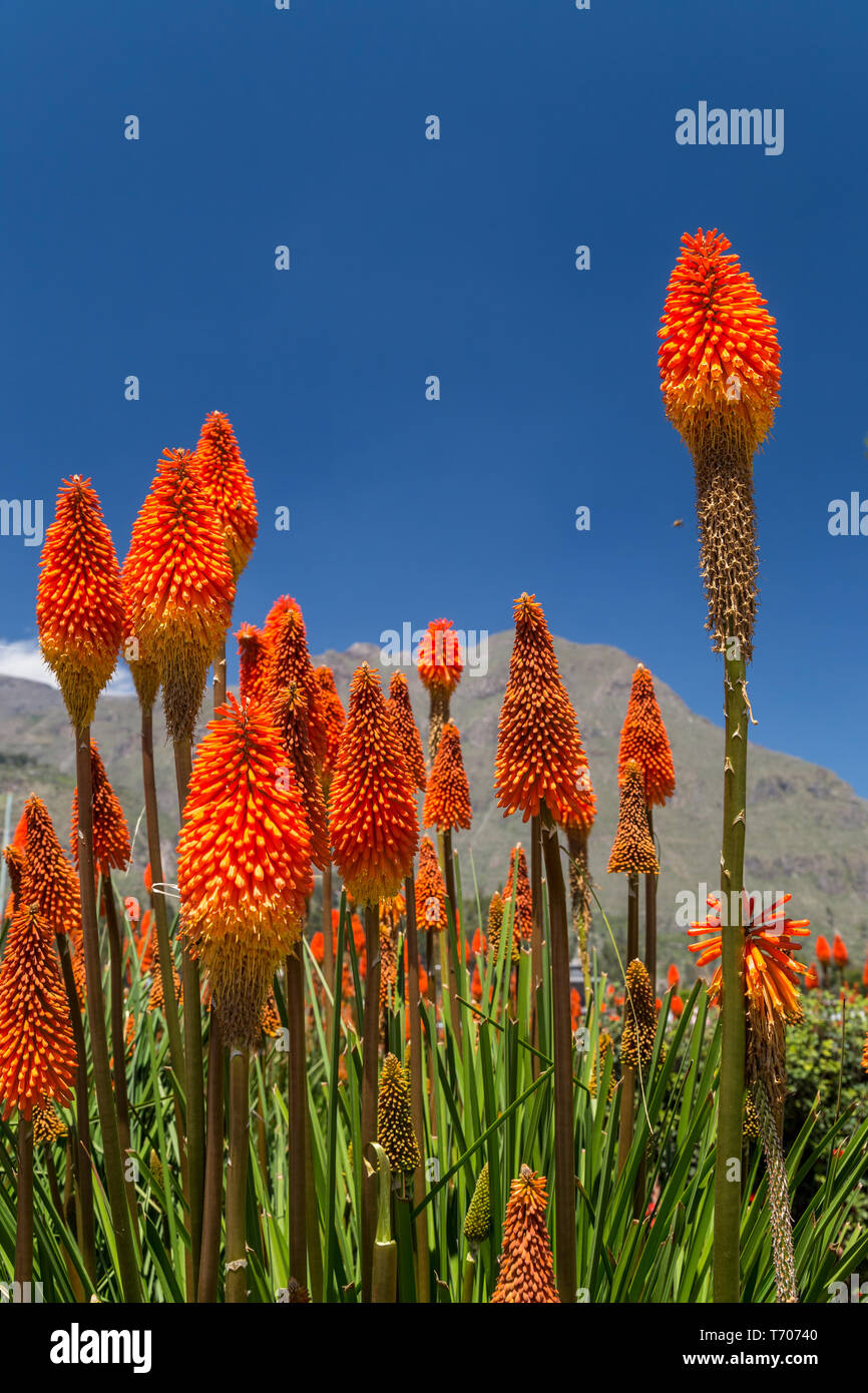 Kniphofia (tritoma) fiori nella valle di Colca, Perù Foto Stock