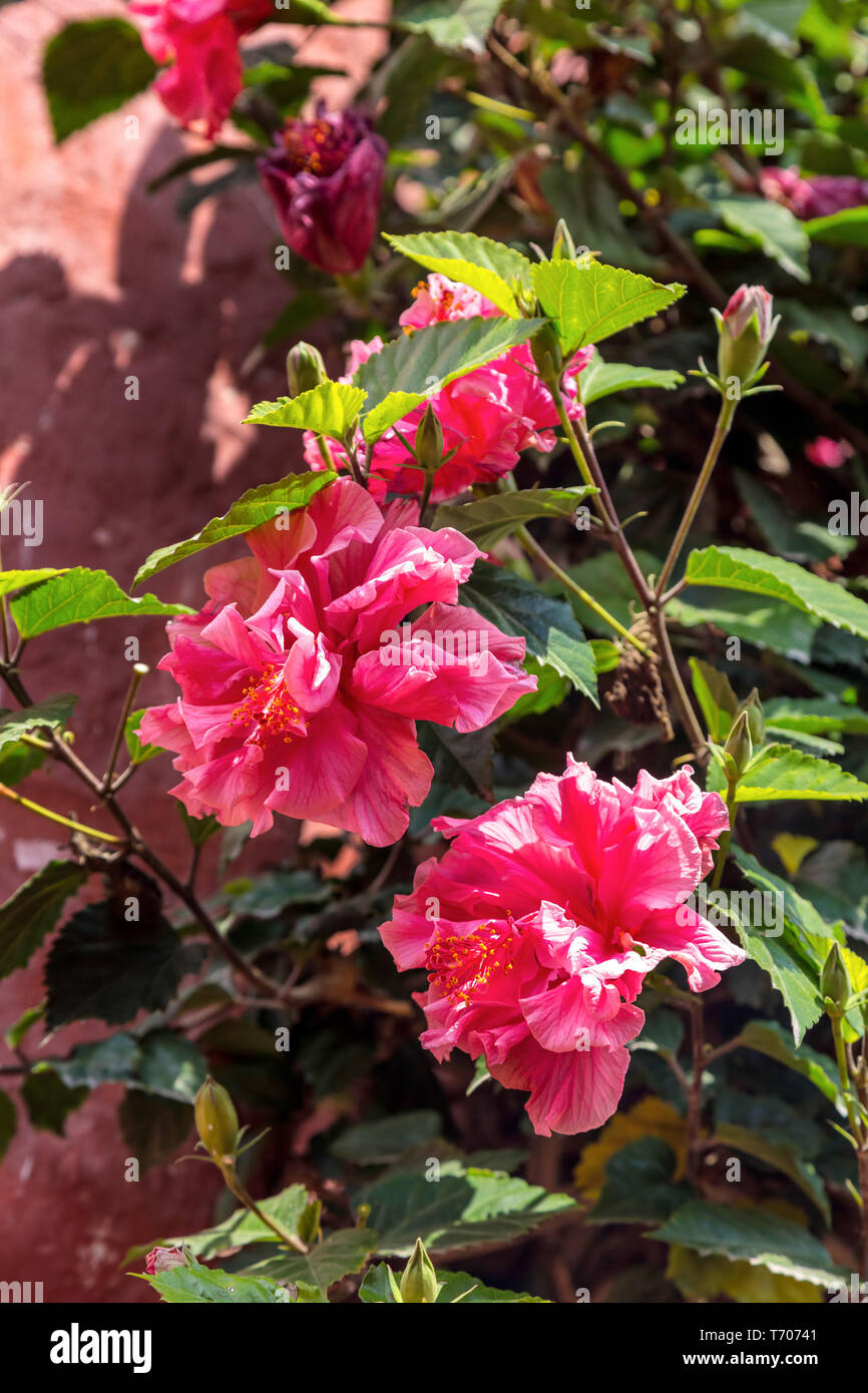 Doppio-fiorito ibisco rosa in un giardino Foto Stock