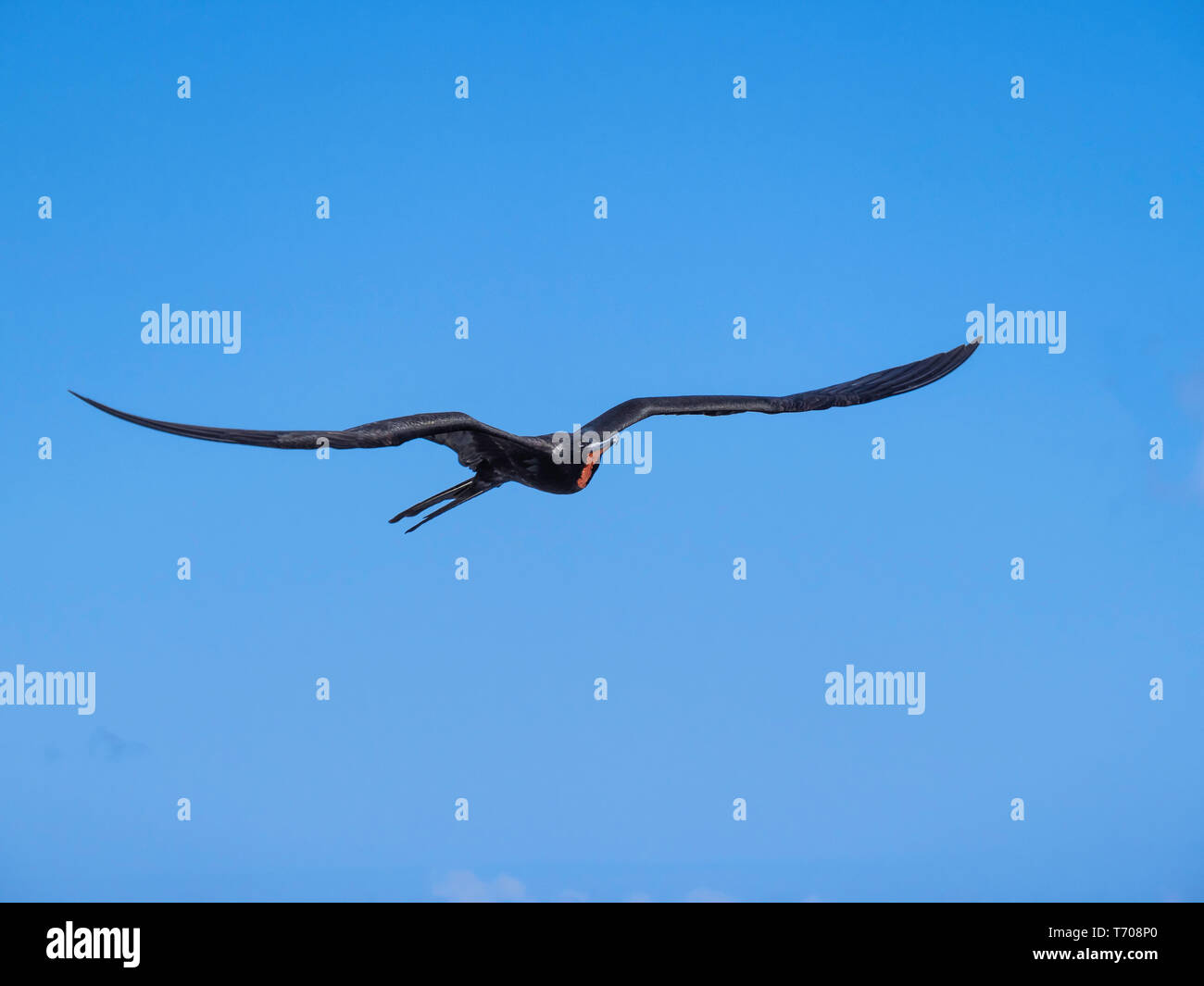 Magnifico frigatebird maschio soaring attraverso il cielo blu nei pressi delle isole Galapagos, Ecuador Foto Stock