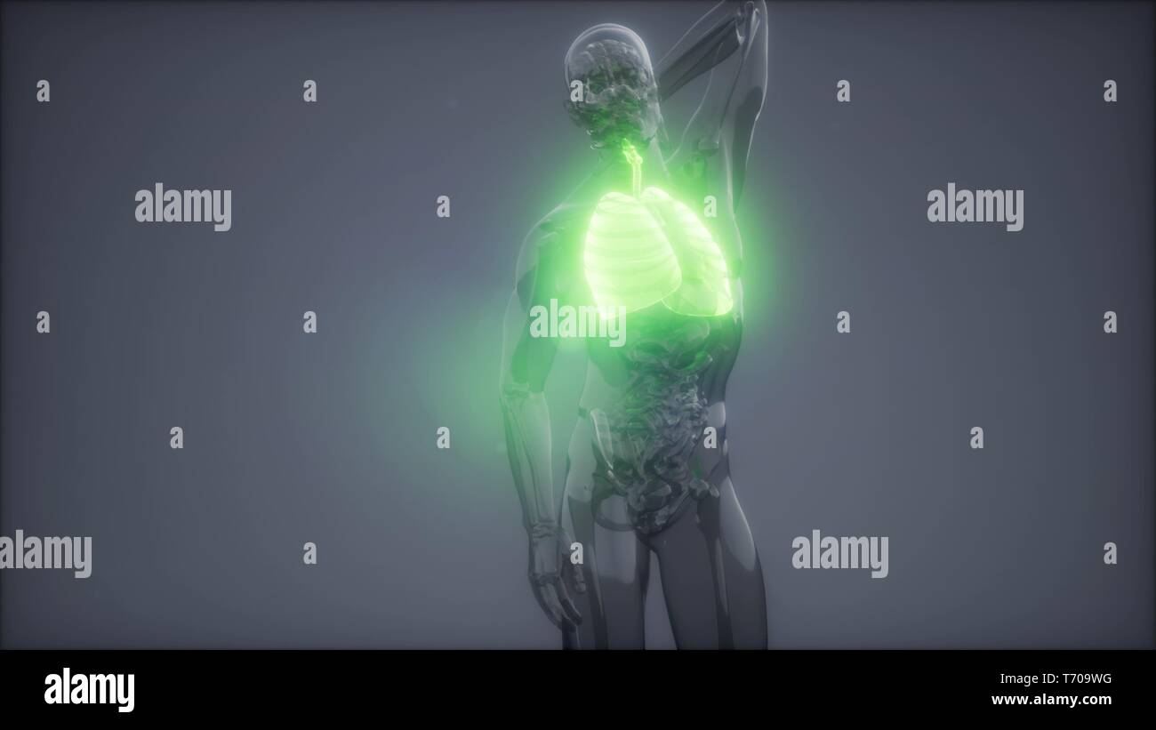 Polmoni umani esame radiologico Foto Stock