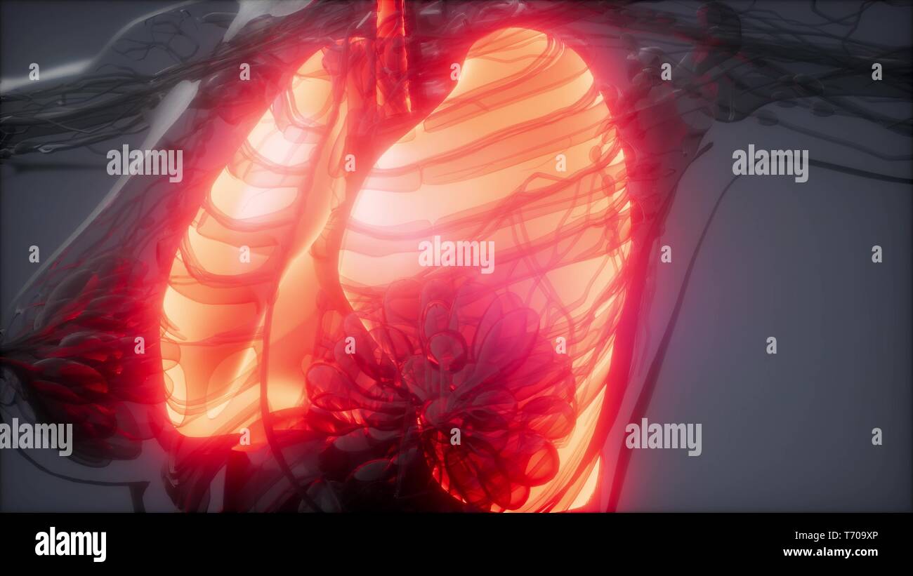 Polmoni umani esame radiologico Foto Stock