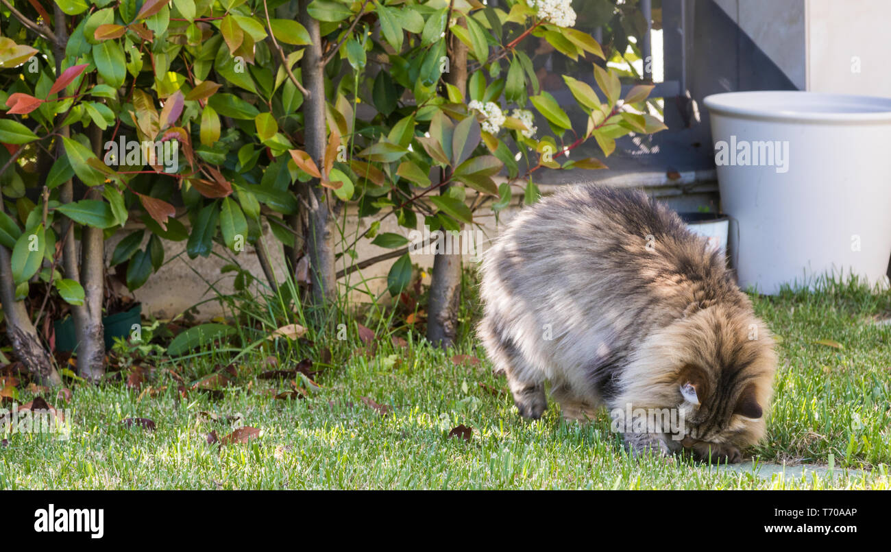 Gatto Siberiano di bestiame all'aperto in un giardino. Capelli lunghi pet ipoallergenico, cucciolo di razza pura Foto Stock