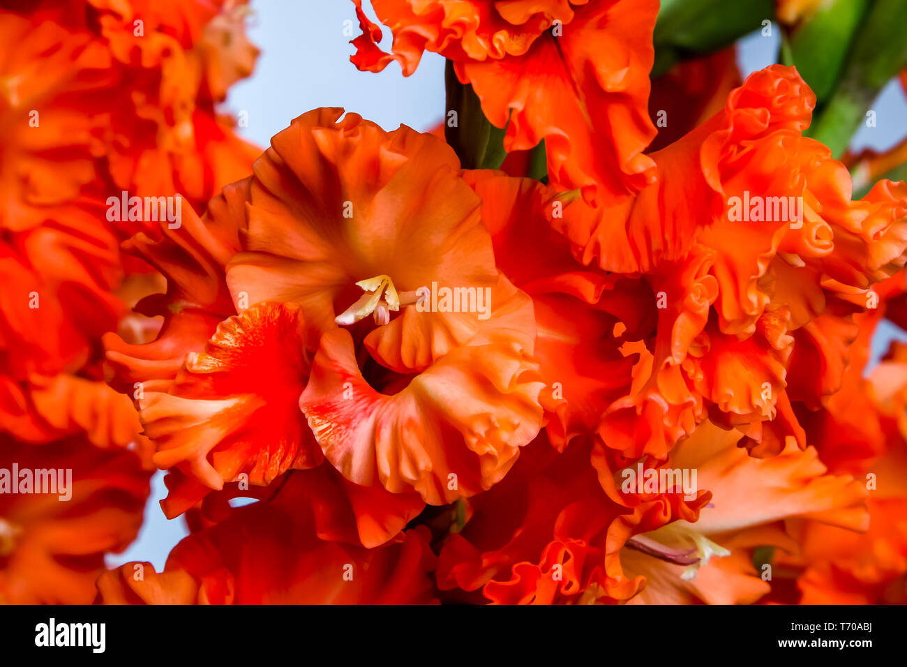 Red gladiolus fiori nella stagione estiva. Foto Stock