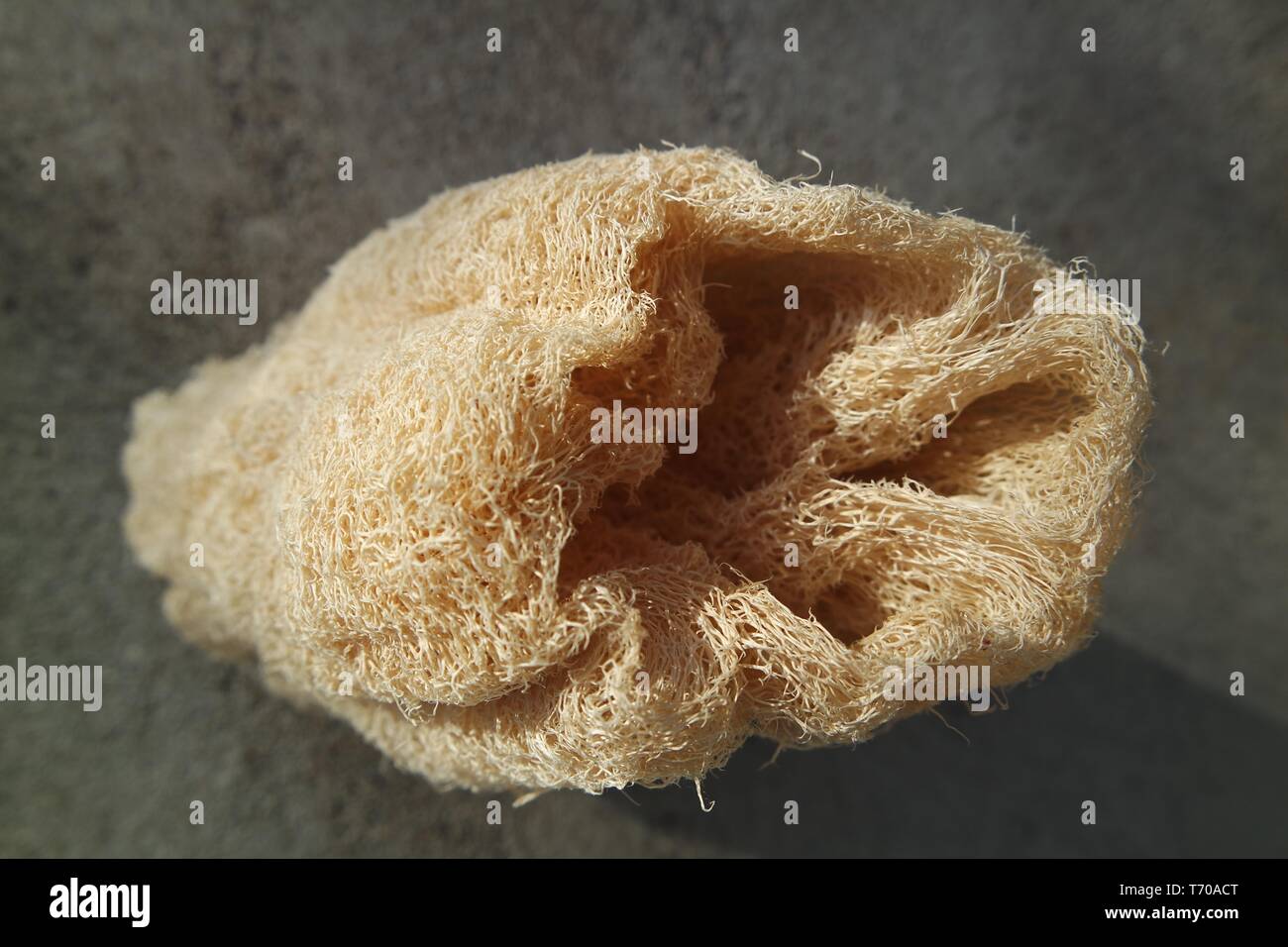 Spugna naturale luffa cetriolo Foto Stock