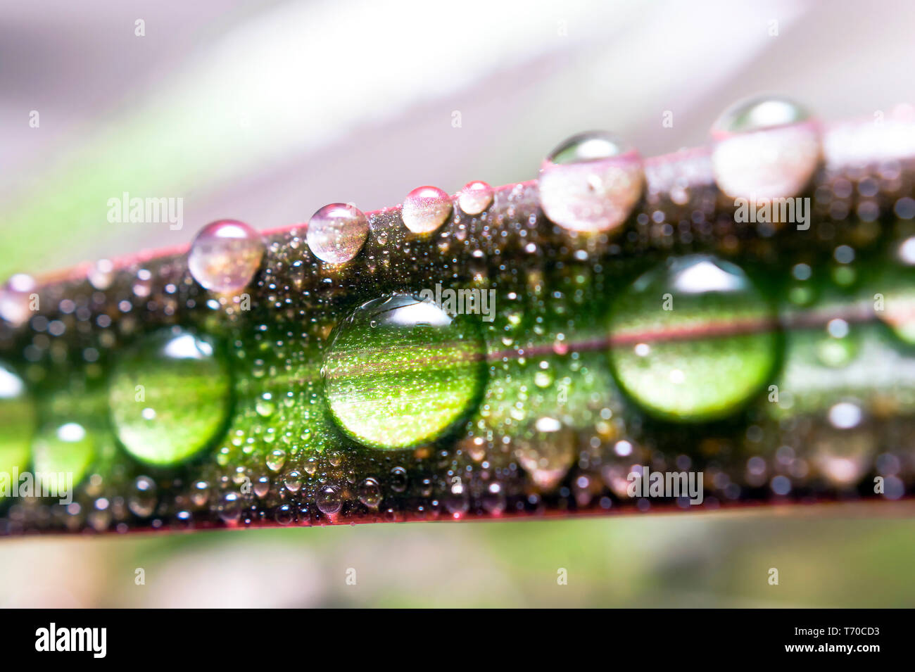 Gocce di acqua su una foglia di rosso refilato Dracaena. Immagine macro di pioggia naturale, gocce di rugiada. Il giardinaggio, acqua fresca, concetto ambientale. Foto Stock