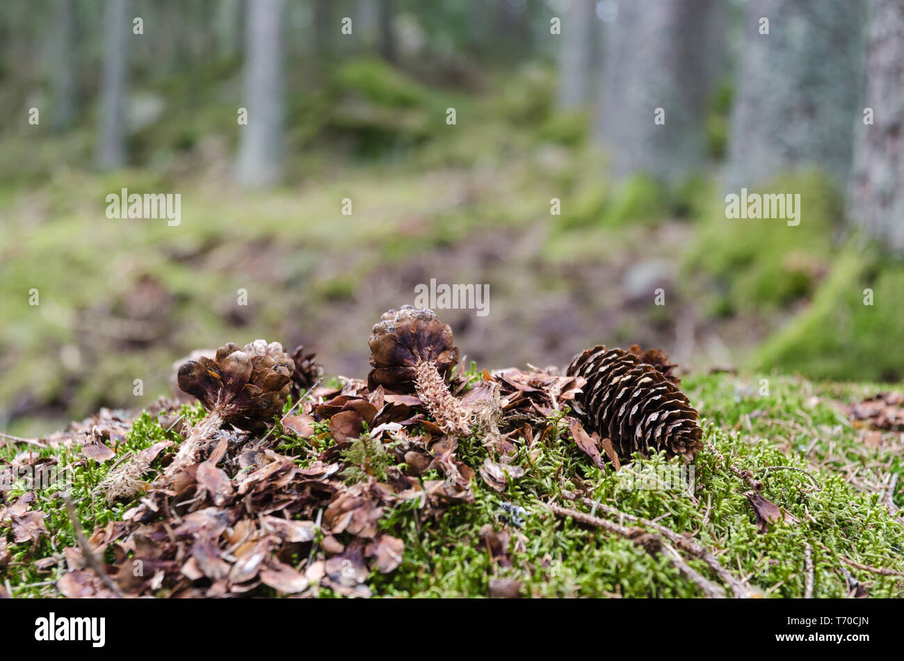 Abete cono ad albero mangiato da uno scoiattolo in una foresta di conifere Foto Stock