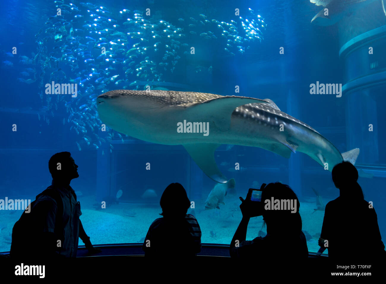 Osaka, Giappone - 06/05/2018: persone fotografare al squalo balena (Rhincodon typus) di Osaka in Acquario Kaiyukan Foto Stock