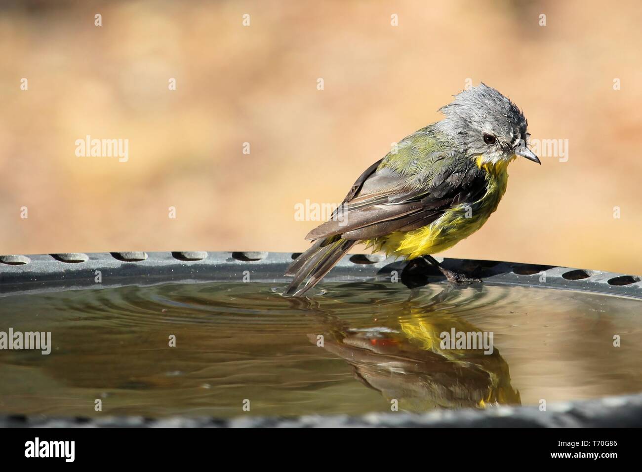 Giallo orientale Robin (Eopsaltria australis) ar Bagno uccelli, Sud Australia Foto Stock