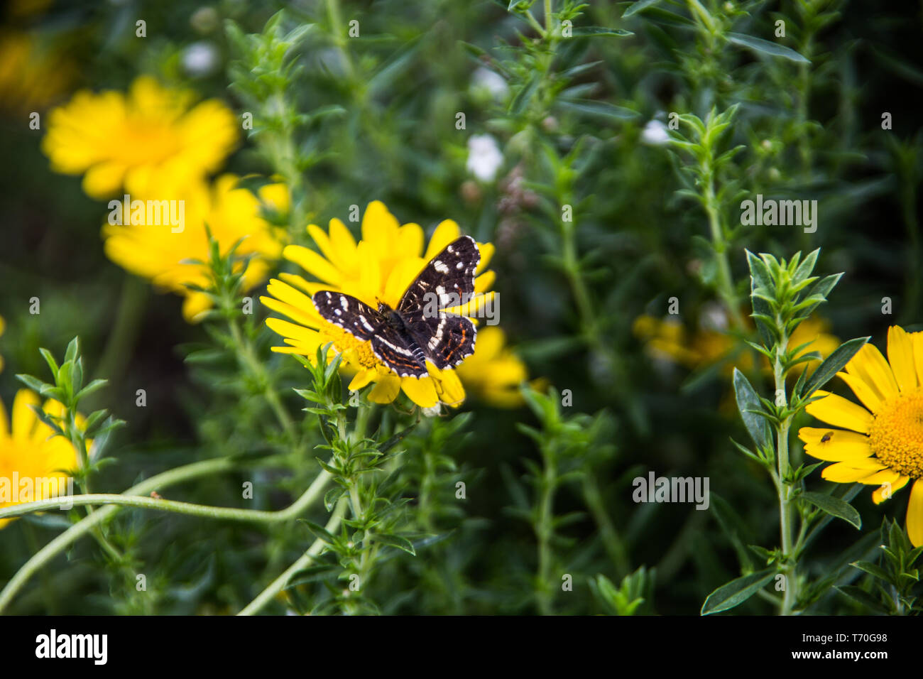 Butterfly sul cane camomilla Foto Stock