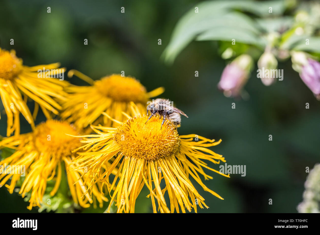 Ammiraglio Farfalle Butterfly Foto Stock