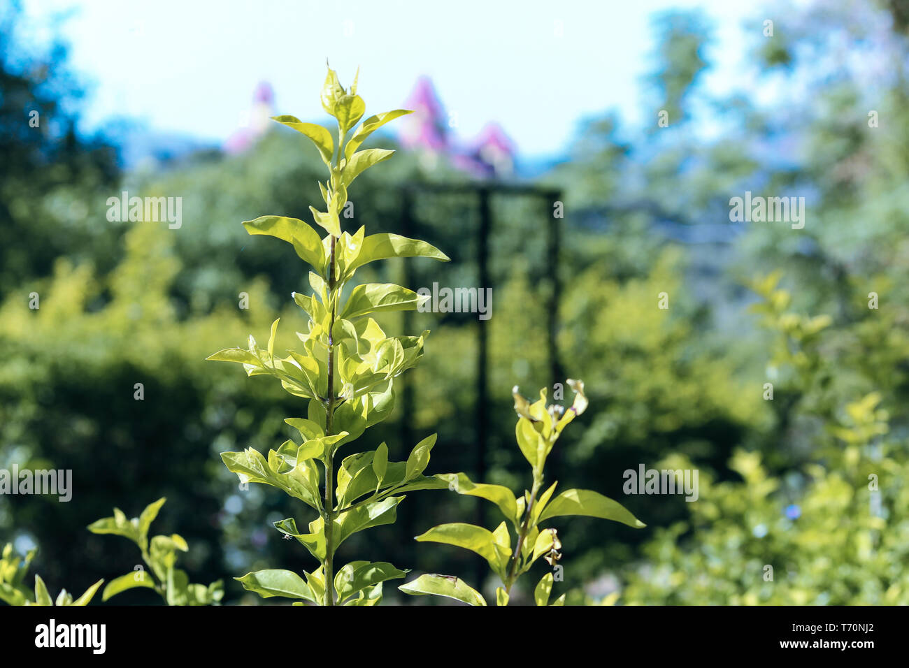 Mount Abu Hill Station Rajasthan in India Foto Stock