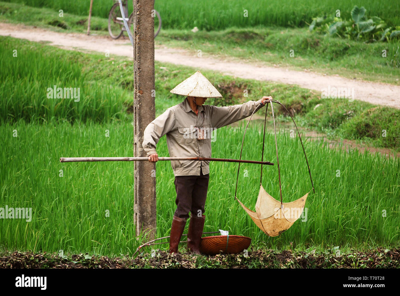 Uomo in risaia, Vietnam. Indossa un tipico cappello vietnamita Foto stock -  Alamy