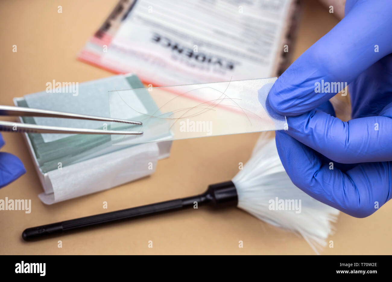 Polizia specializzata tenendo mostra i peli nel supporto per microscopio per analizzare in laboratorio scientifico, immagine concettuale Foto Stock