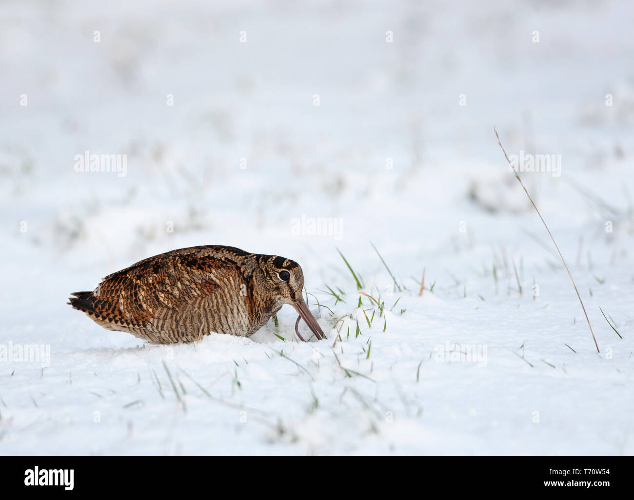 Woodcock Scolopax rusticola alimentando in neve su Norfolk superfici agricole costiere Foto Stock