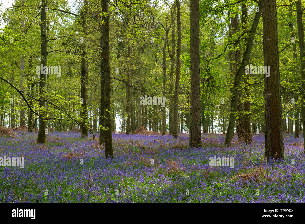 Bluebell legno, un tipico inglese Scena Primavera Foto Stock