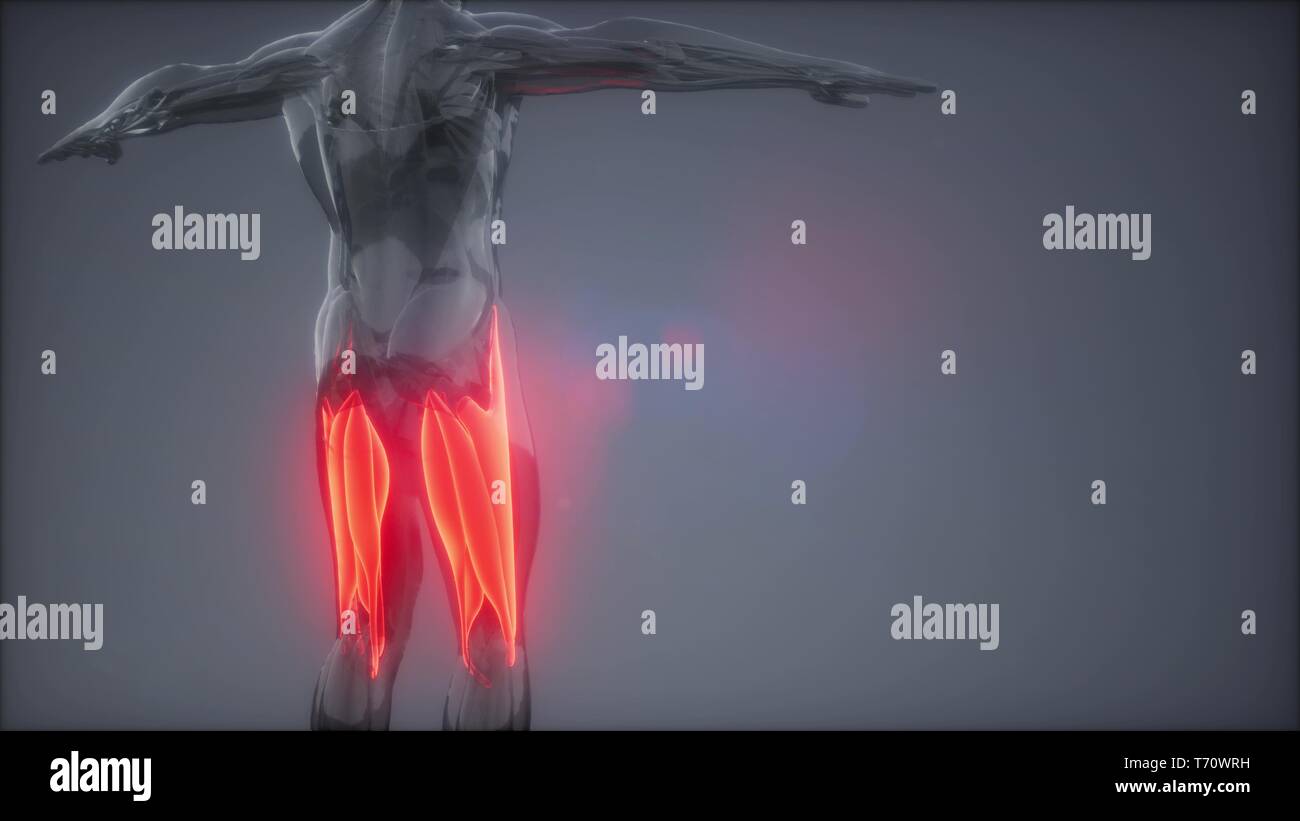 I muscoli della coscia - Visibile anatomia muscolare mappa Foto Stock