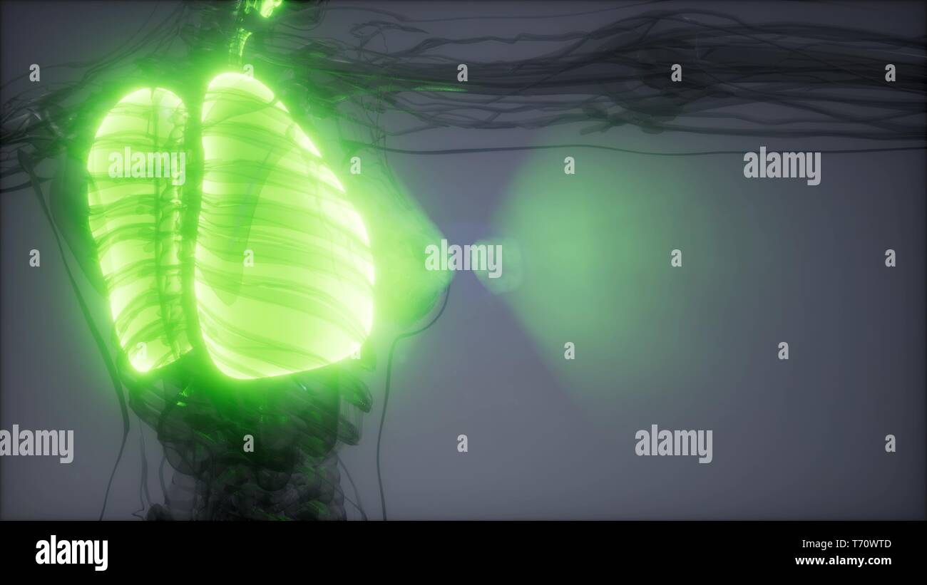 Polmoni umani esame radiologico Foto Stock