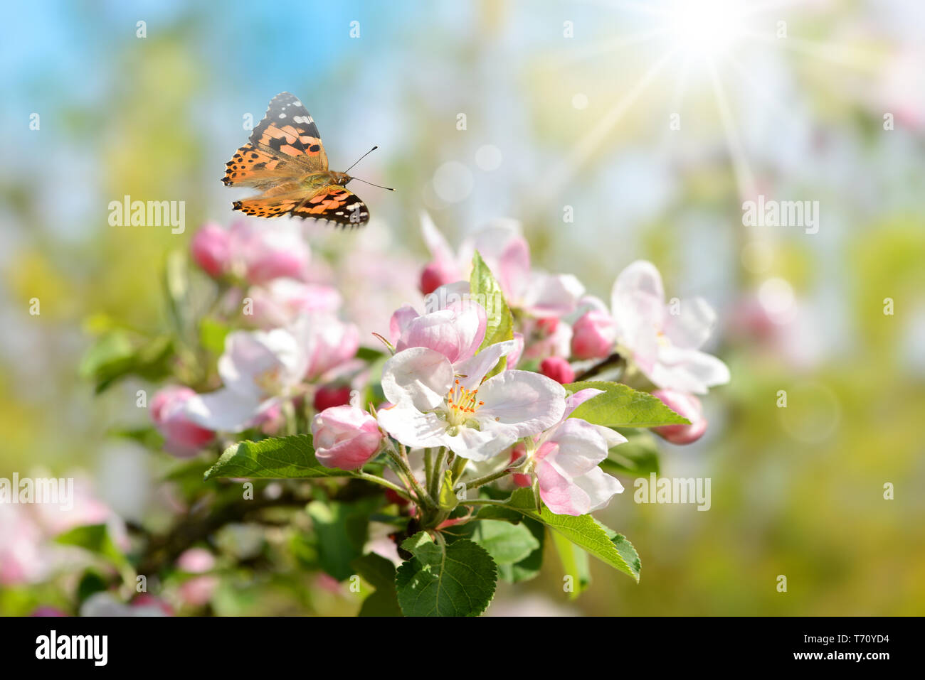 La molla 447 Foto Stock