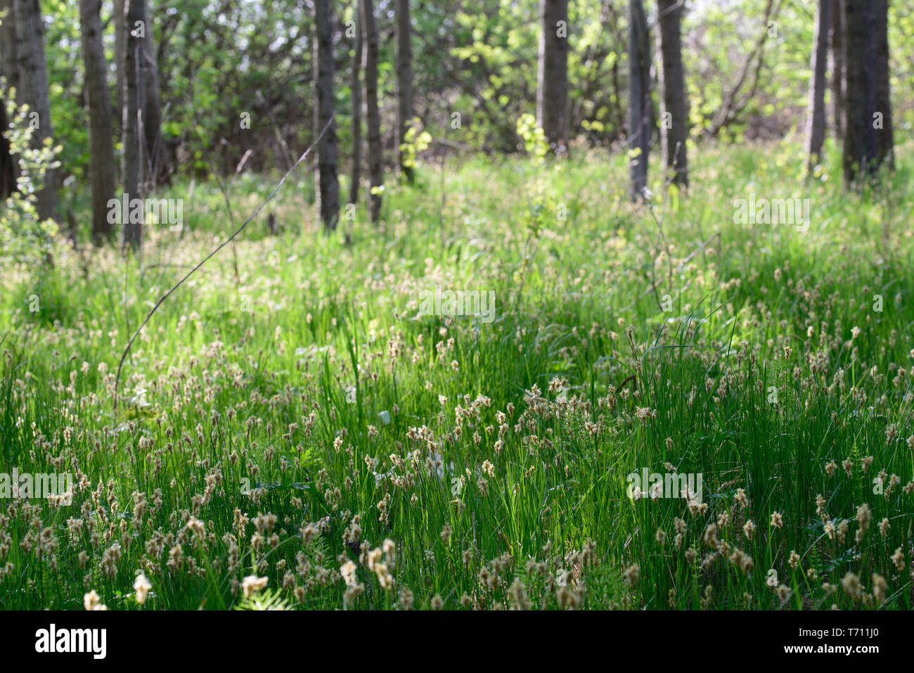 Fioritura erba in zona umida foresta sul giorno di sole il fuoco selettivo Foto Stock