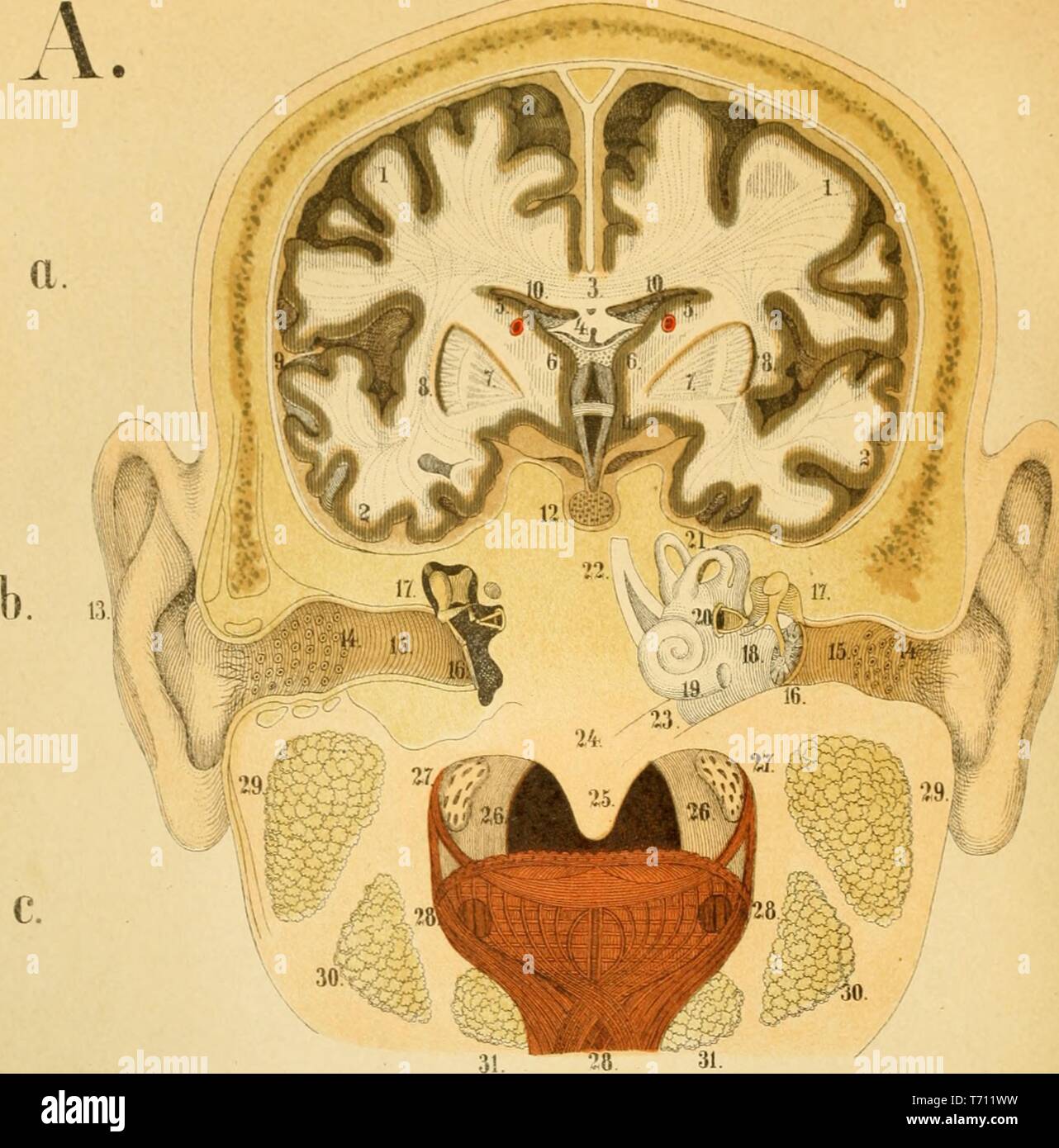 Stampa a colori, che illustra una vista schematica in sezione verticale trasversale attraverso una testa umana per illustrare parti del cervello, orecchio, e della cavità orale, da Firenze Fenwick Miller volume medica 'Un Atlante di Anatomia: o le immagini del corpo umano", 1879. La cortesia Internet Archive. () Foto Stock