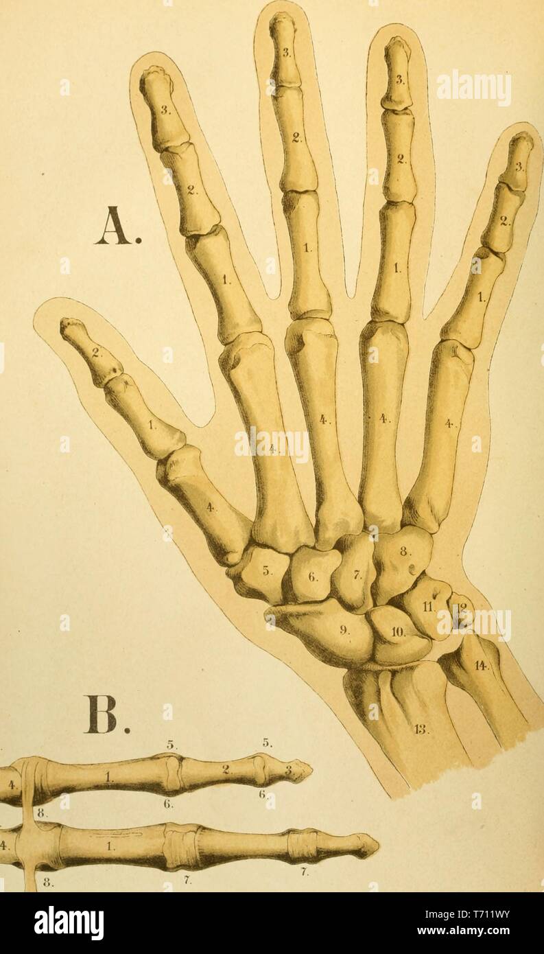 La stampa a colori che illustra le ossa in un diritto umano di mano, dall'aspetto dorsale (A) e dei legamenti e delle articolazioni della quarta e quinta delle dita della mano destra, dalla superficie palmar (B) da Firenze Fenwick Miller volume medica 'Un Atlante di Anatomia: o le immagini del corpo umano", 1879. La cortesia Internet Archive. () Foto Stock