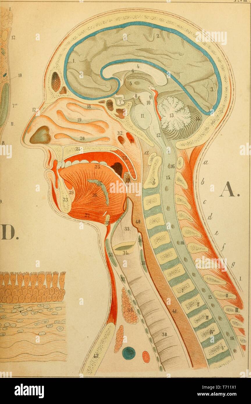 Stampa a colori raffigurante una sezione longitudinale attraverso la parte centrale della testa umana e del collo (A) e una vista interna della metà anteriore della laringe, visto da dietro (D) da Firenze Fenwick Miller volume medica 'Un Atlante di Anatomia: o le immagini del corpo umano", 1879. La cortesia Internet Archive. () Foto Stock