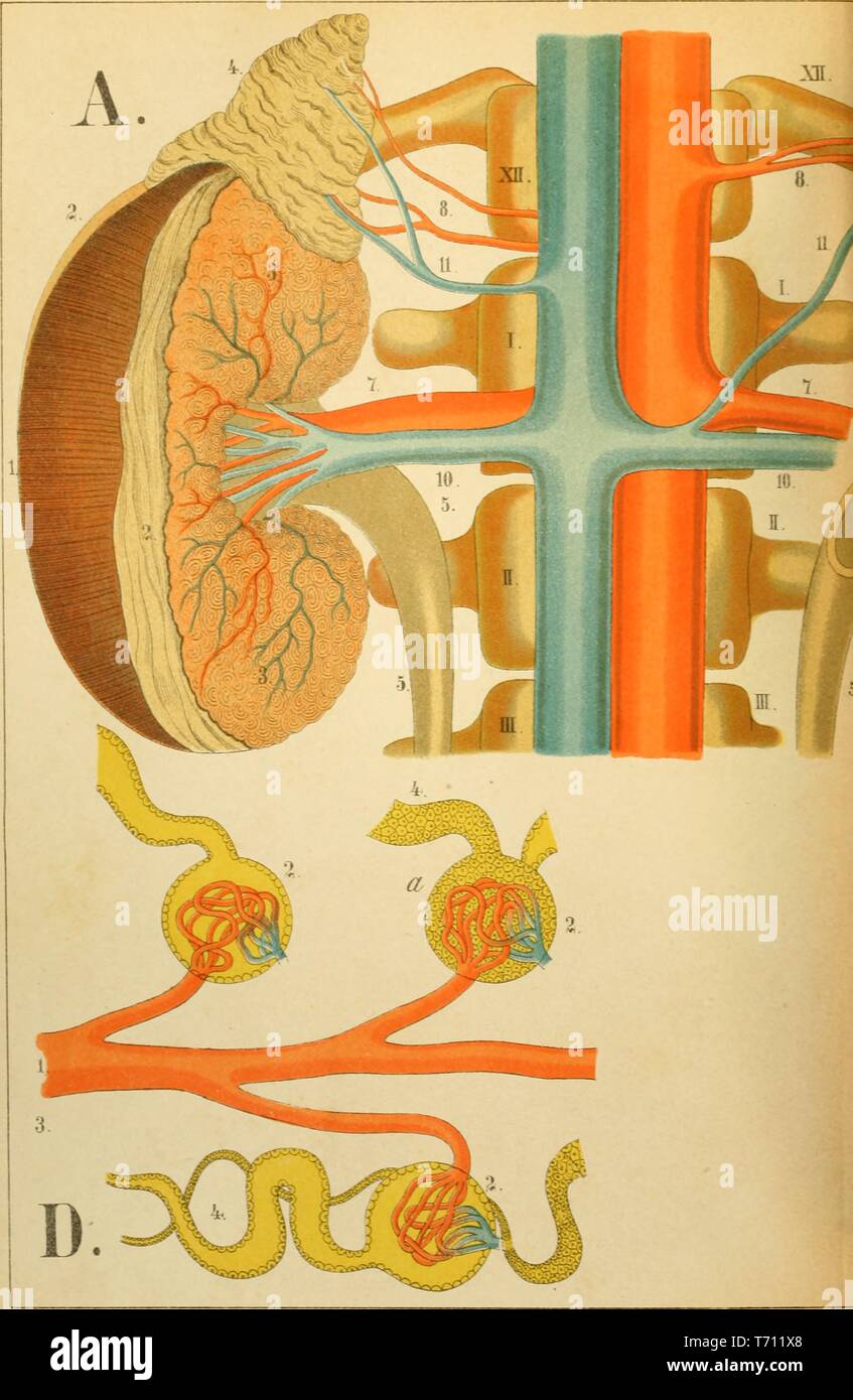 Stampa a colori raffigurante la funzionalità renale umana o sistema urinario, mostrando il rene destro e sovra-corpo renale, leggermente tirato indietro per mostrare l'attacco dei vasi sanguigni (A) e un close-up del sistema urinario o uriniferous tubuli (D) da Firenze Fenwick Miller volume medica 'Un Atlante di Anatomia: o le immagini del corpo umano", 1879. () Foto Stock