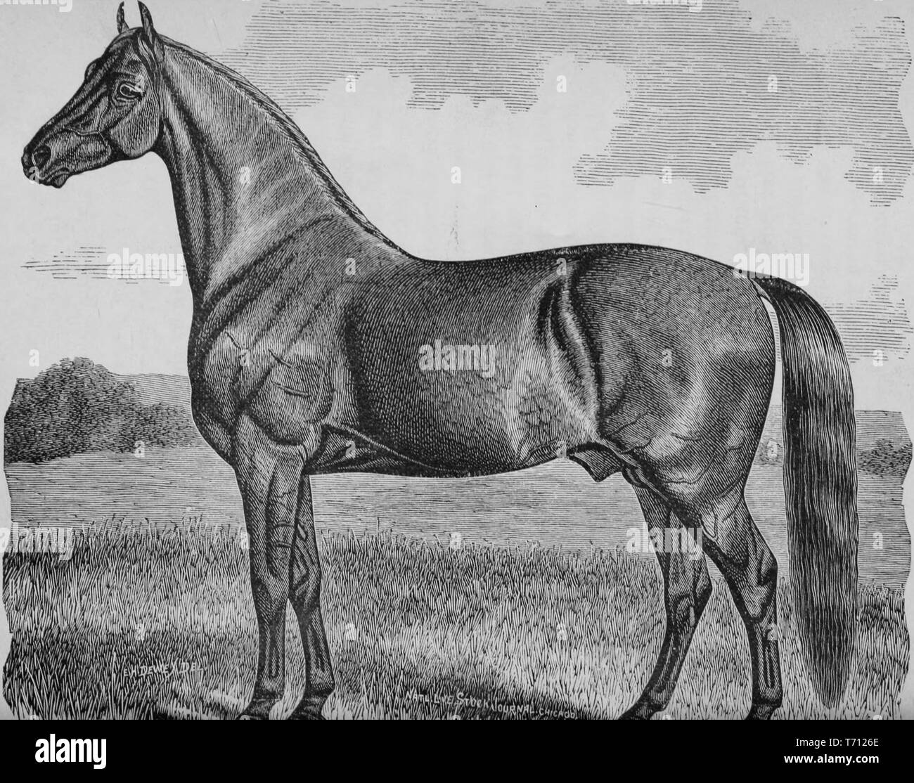 Prenota incisione di Cleveland Bay Stallion nacque in Inghilterra nel corso del xvii secolo, Buckingham, Inghilterra, 1883. La cortesia Internet Archive. () Foto Stock