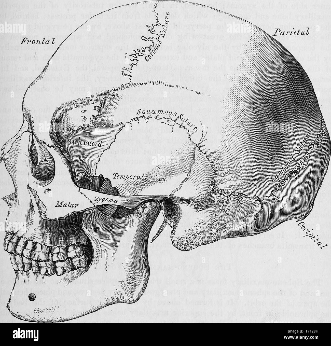 Stampa in bianco e nero di un teschio umano, di profilo, con marcato le ossa craniche, illustrato da Henry Vandyke Carter e pubblicato in Henry Gray's Medical volume 'Anatomia, descrittivo e chirurgico di', 1860. La cortesia Internet Archive. () Foto Stock