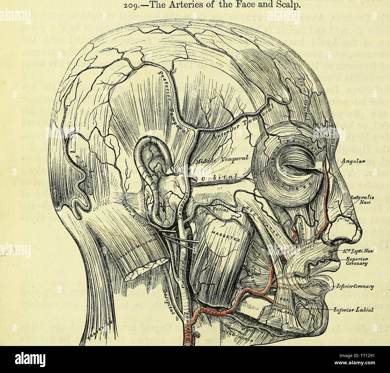 Stampa in bianco e nero di una testa umana, di profilo, mostrando le arterie del viso e del cuoio capelluto, illustrato da Henry Vandyke Carter e pubblicato in Henry Gray's Medical volume 'Anatomia, descrittivo e chirurgico di', 1860. La cortesia Internet Archive. () Foto Stock