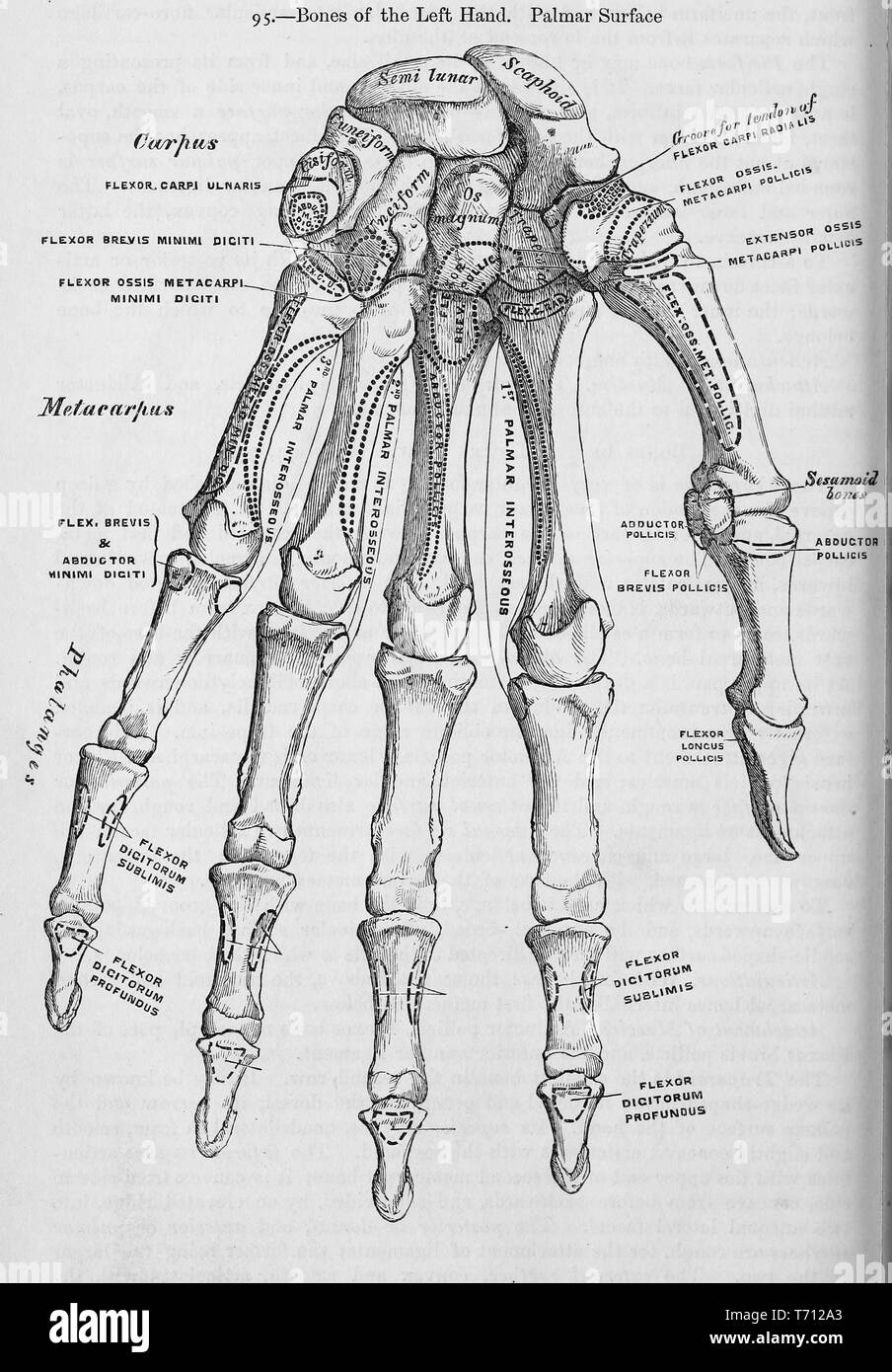 Stampa in bianco e nero che mostra le ossa in un essere umano mano sinistra, sulla superficie palmar, illustrato da Henry Vandyke Carter e pubblicato in Henry Gray's Medical volume 'Anatomia, descrittivo e chirurgico di', 1860. La cortesia Internet Archive. () Foto Stock
