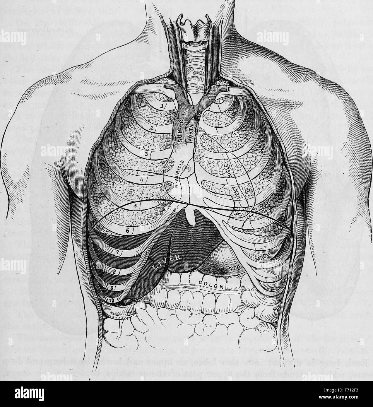 Stampa in bianco e nero che mostra una vista frontale di un maschio umano, del torace in spaccato per mostrare la gabbia toracica, trachea, polmoni, fegato, dello stomaco e del colon, illustrato da Henry Vandyke Carter e pubblicato in Henry Gray's Medical volume 'Anatomia, descrittivo e chirurgico di', 1860. La cortesia Internet Archive. () Foto Stock