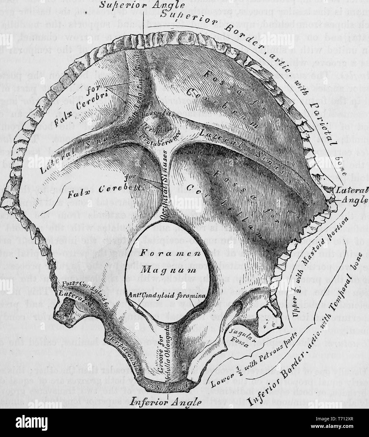 Stampa in bianco e nero che mostra l'interno della cresta occipitale, illustrato da Henry Vandyke Carter e pubblicato in Henry Gray's Medical volume 'Anatomia, descrittivo e chirurgico di', 1860. La cortesia Internet Archive. () Foto Stock