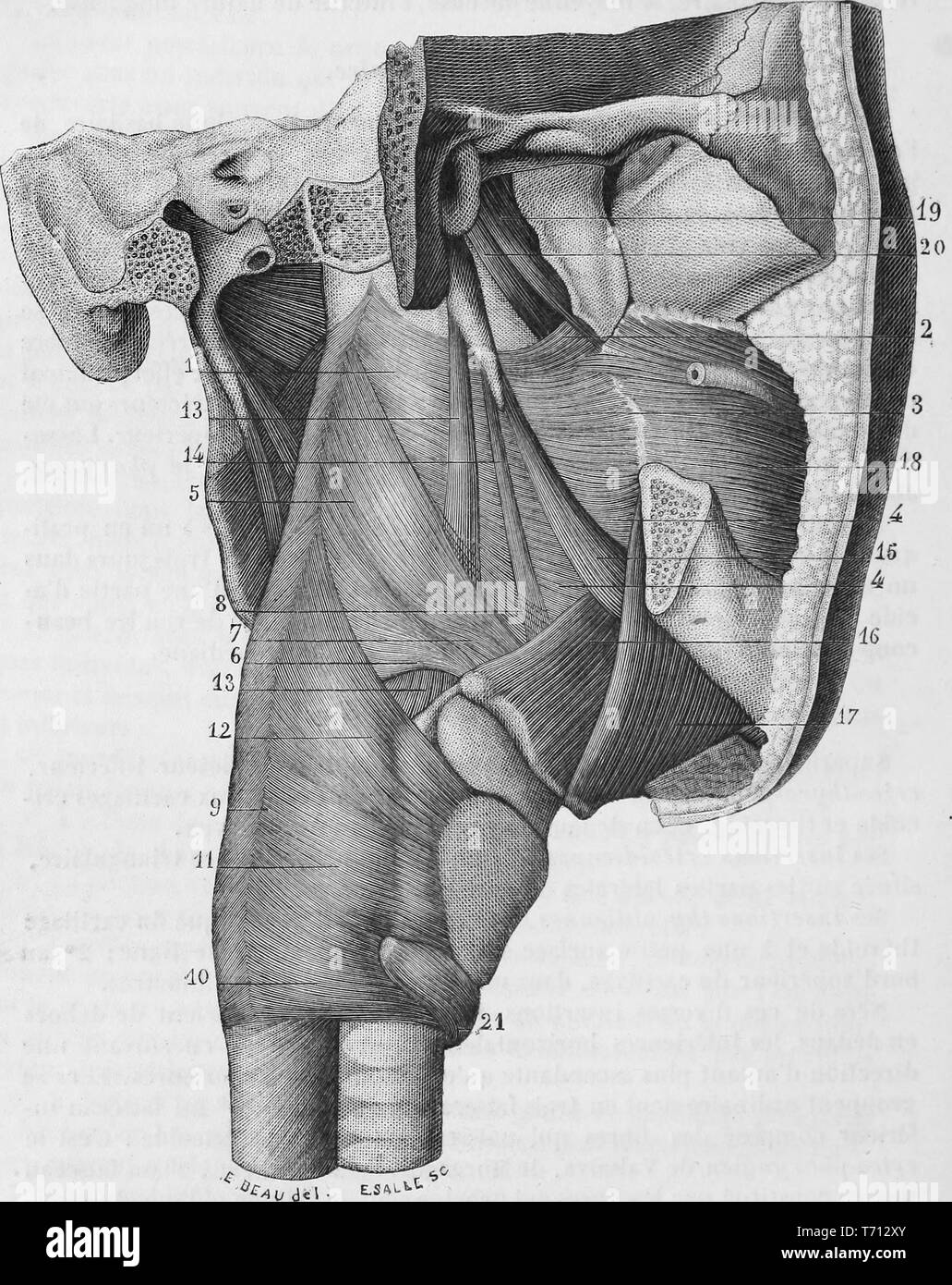 Stampa in bianco e nero che illustra la muscolatura della coscia umana, da Ph C (Marie Philibert costante) Sappey medica del volume, 1952. La cortesia Internet Archive. () Foto Stock