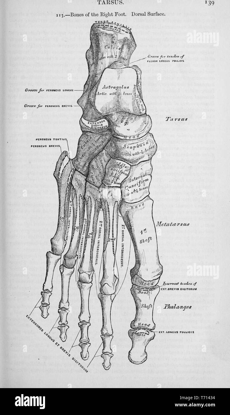 Stampa in bianco e nero che mostra le ossa di un essere umano il piede destro, dal punto di vista dorsale, illustrato da Henry Vandyke Carter e pubblicato in Henry Gray's Medical volume 'Anatomia, descrittivo e chirurgico di', 1860. La cortesia Internet Archive. () Foto Stock