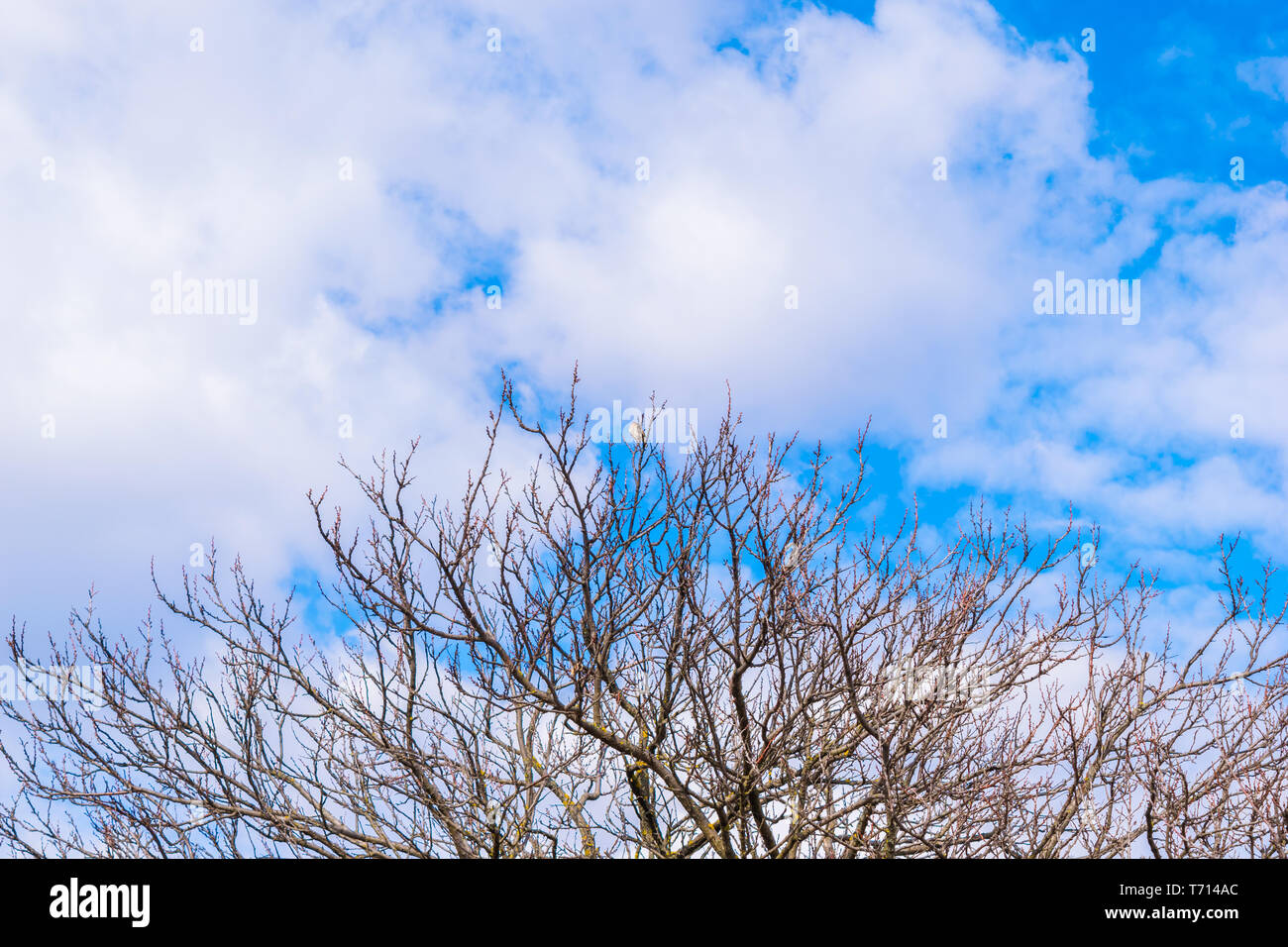 Tree Top con sfondo cielo - Spazio di copia Foto Stock