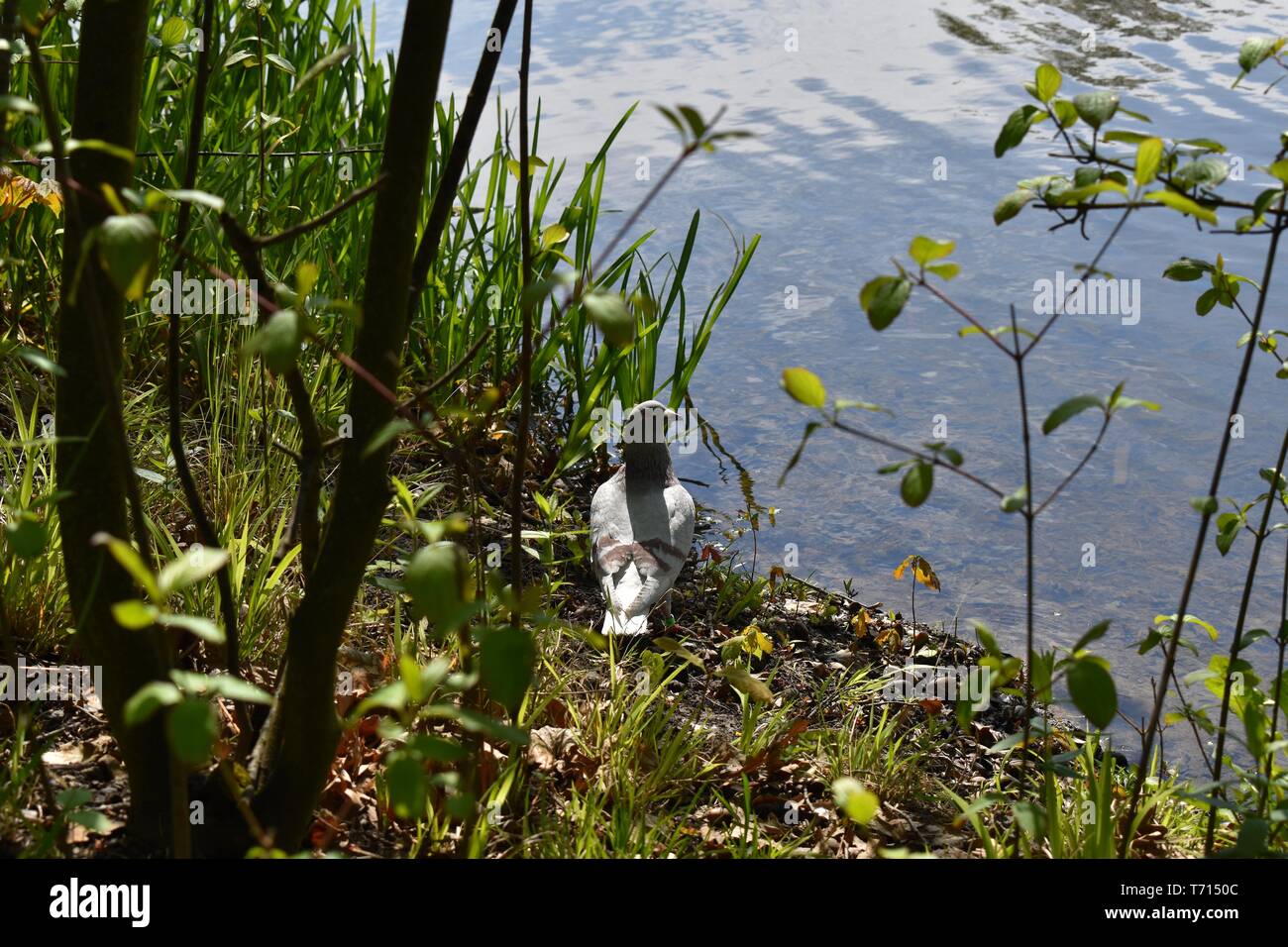 Felice piccione ha siesta su un lago. Foto Stock