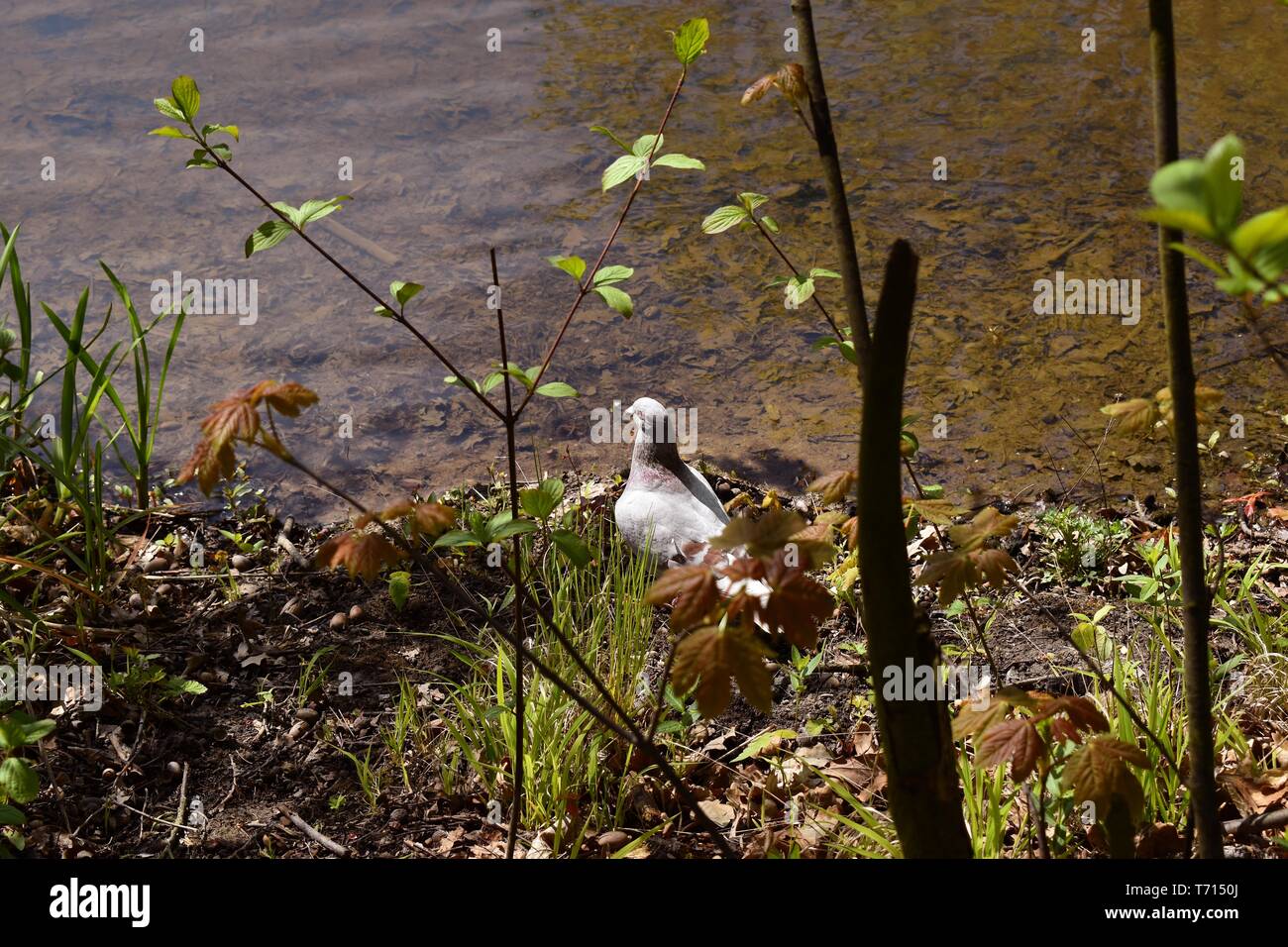 Felice piccione ha siesta su un lago. Foto Stock