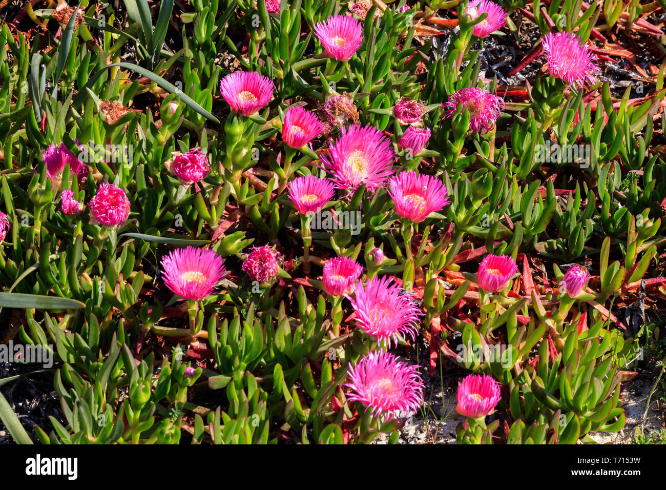 uña de gato planta en flor Foto Stock