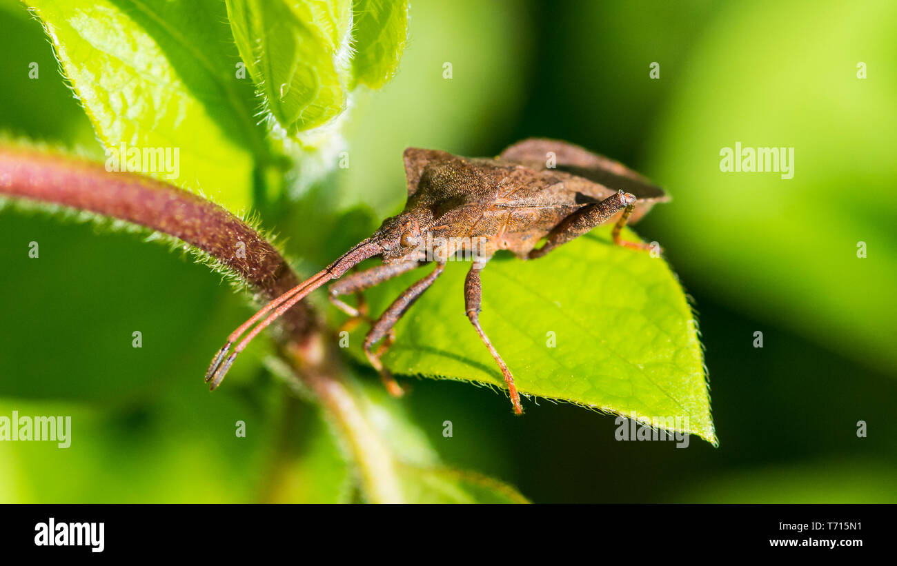Una ripresa macro di un dock bug in appoggio su una foglia verde. Foto Stock