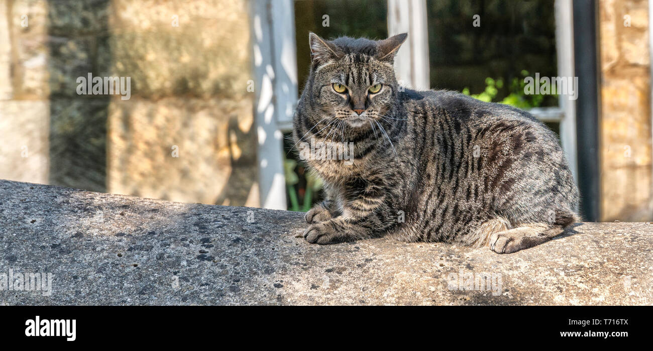 Chiusura del gatto domestico giacente sulla parete Foto Stock