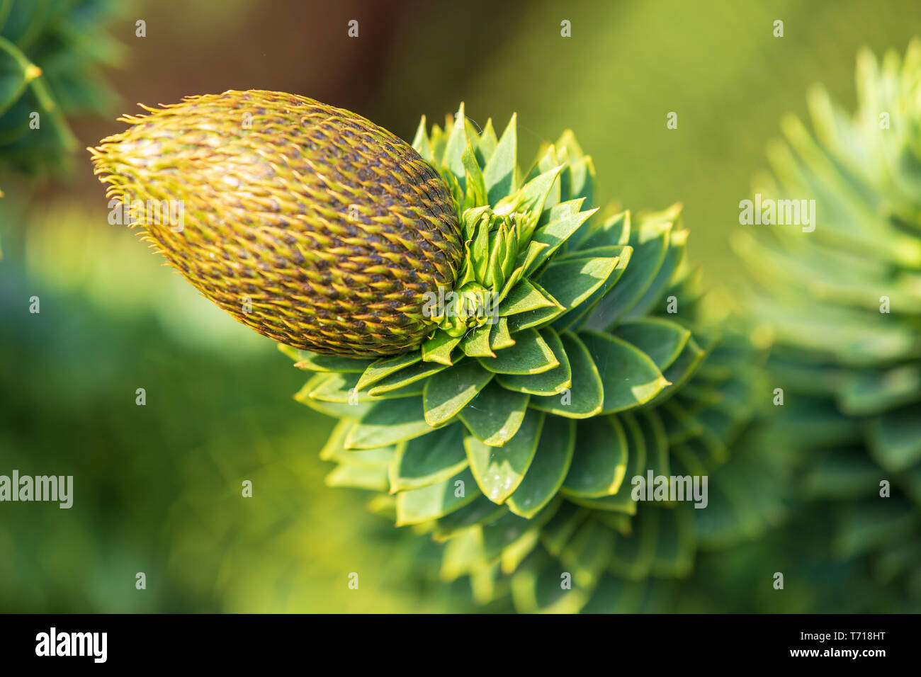 Araucaria Araucana - Monkey Puzzle tree. Maschio singolo frutto. Questo è il cosiddetto albero di fossili. Foto Stock