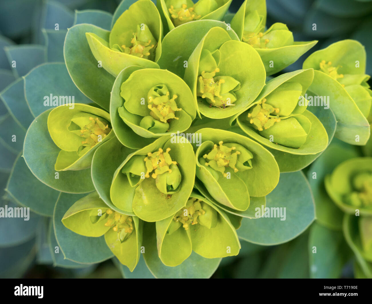 Primo piano del verde fiori e foglie di mirto, euforbia (Euphorbia Myrsinites), Aka euforbia blu, di latifoglie euforbia glaucous, o asino euforbia di coda. Foto Stock