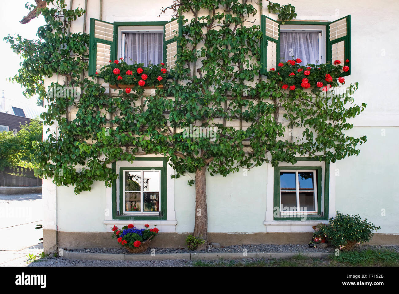 Mutters, Tirolo / Austria: facciata di una casa con una spalliera per alberi di frutta Foto Stock