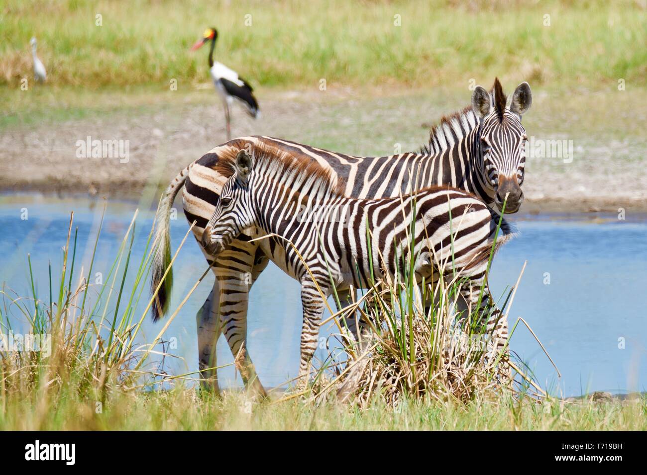Zebra a Moremi Game Reserve Foto Stock