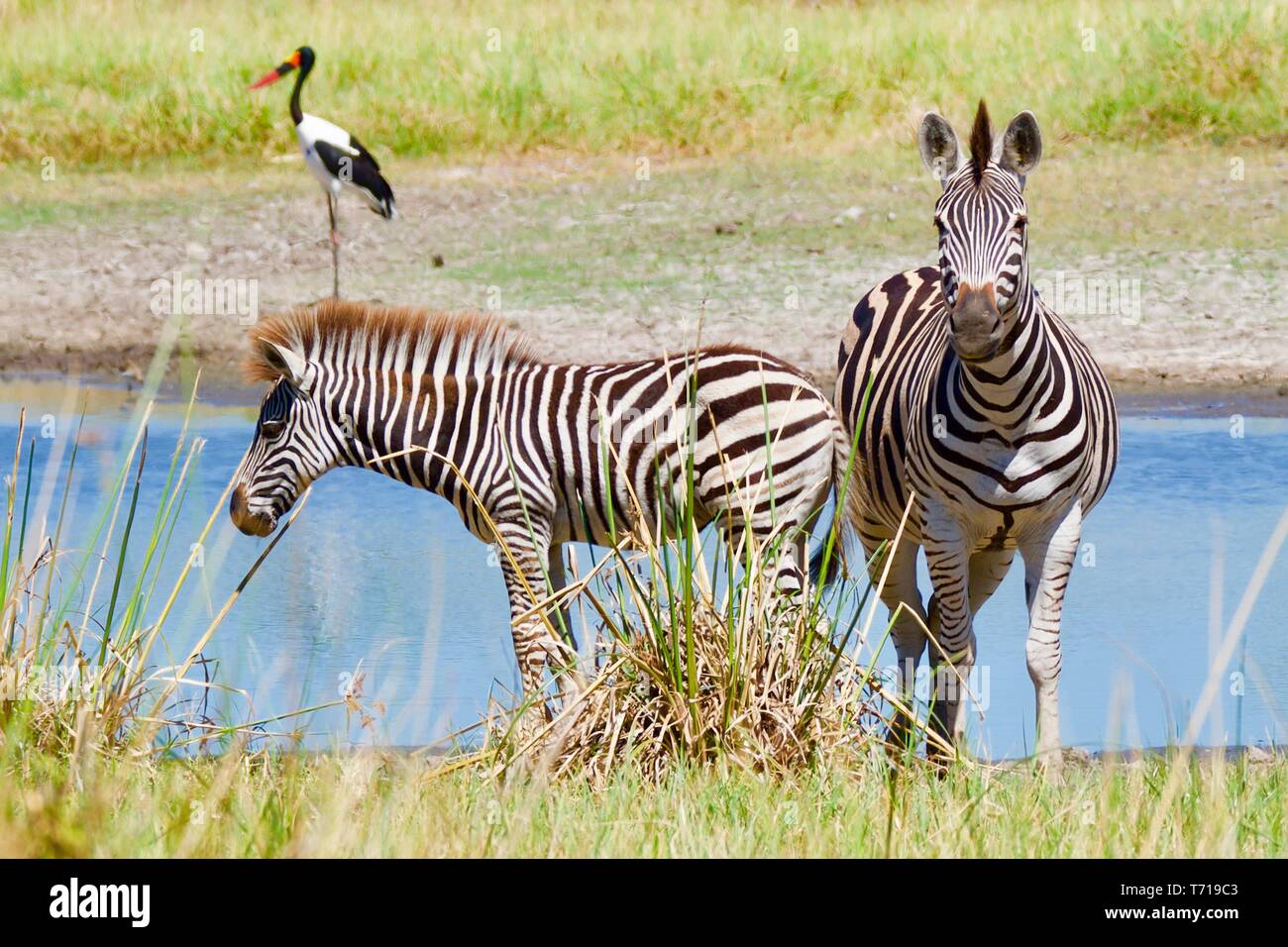 Zebra a Moremi Game Reserve Foto Stock