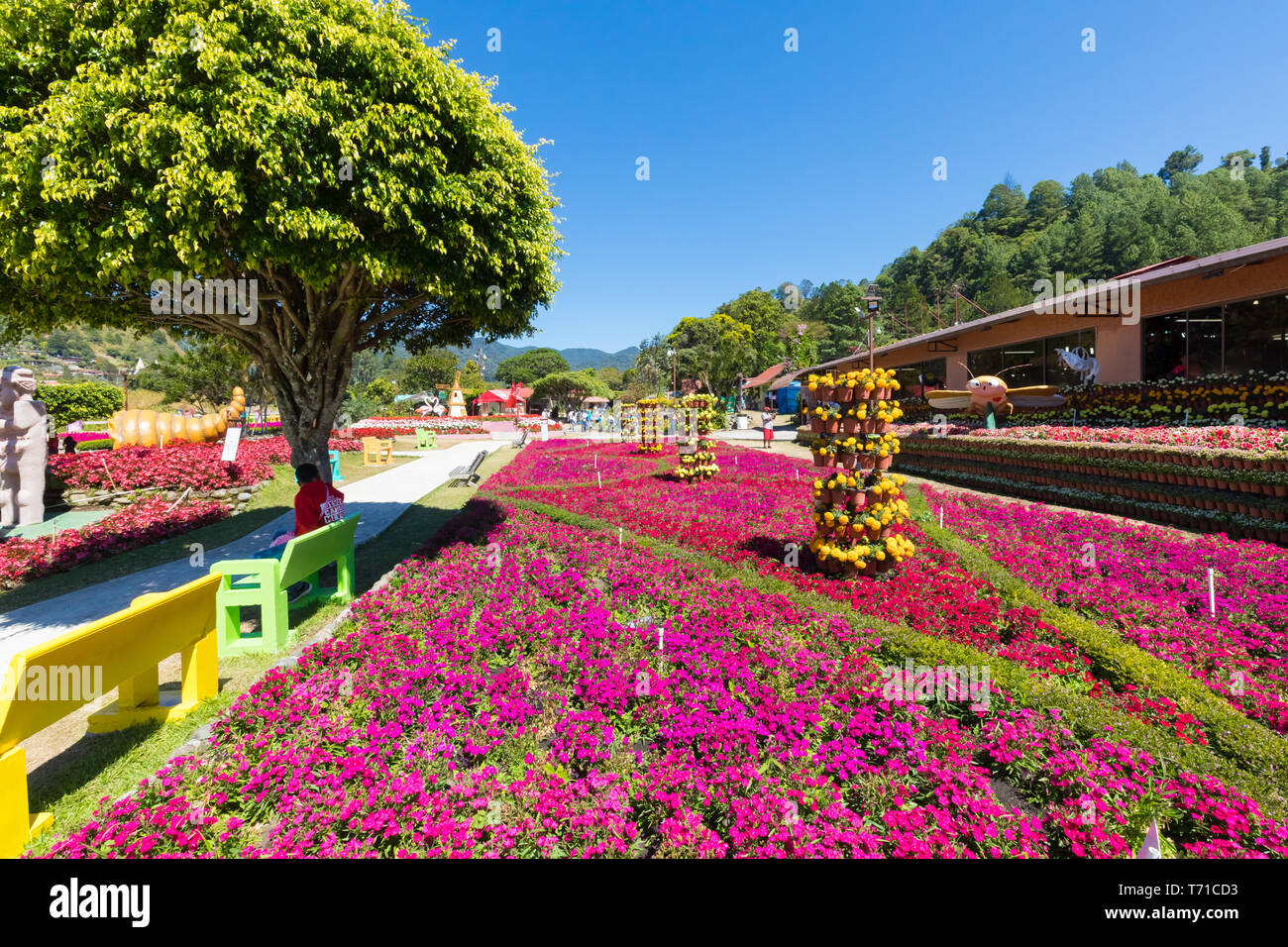 Fiera dei fiori e caffè piazza principale visualizza Panama Foto Stock